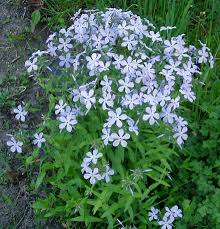 In full bloom, foliage almost disappears under the mass of. Phlox Wikiwand