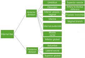 Pelvic arteries (internal iliac artery). Branches Of Internal Iliac Artery The Lecturio Medical Online Library