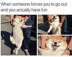 Funny Pet Meme Funny Animal Pictures Funny Dog Memes Cute Funny Animals