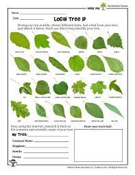 Post pictures of a tree, let us id. Tree Identification Worksheet Woo Jr Kids Activities