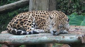 Animais do Gramado Zoo. – foto de GramadoZoo - Tripadvisor
