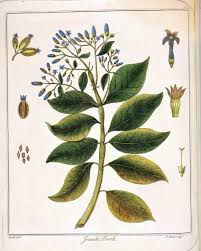 Image result for Cinchona