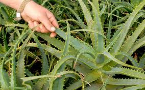 7,5 cm hoch | ø 9 cm, kokostopf (biologisch abbaubar und klimafreundlich); Baum Aloe Pflanze Aloe Abelie Augentrost Pflanzen Saatgut Ruhlemann S Krauter Und Duftpflanzen