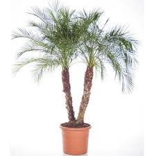 Гостья из тропиков, финиковая пальма популярна среди цветоводов и часто украшает своими раскидистыми листьями даже городские квартиры. Finik Robelena Finikovaya Palma 2 Stvola Phoenix Roebelenii Palm