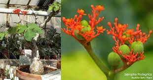 Jatropha Podagrica Buddha Belly Plant Large Fig Shaped Leaves Swollen Base Or Stem Bright Red Flowers Attract Butter Plants Plants In Bottles Growing Seeds