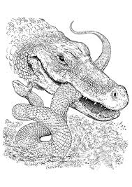 Krokodil Bilder Zum Ausdrucken