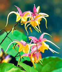 Epimedium Fire Dragon Top Qualitat Kaufen Baldur Garten