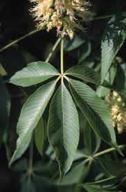 We did not find results for: Ohio Buckeye Ohio Department Of Natural Resources