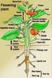 Android rooting is the ideal way to get more control over your smartphone, opening up a world of. Plant Taxonomy Scope And Objectives Plants Learn English Plant Leaves