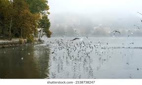 Image result for Orestias