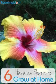 How To Grow Hawaiian Flowers At Home Growing Hawaiian Flowers This hawaiian flower guide will give you brief descriptions and pictures of our most popular in some cases we share the scientific names for tropical flowers along with the common or hawaiian names. how to grow hawaiian flowers at home