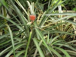 Image result for Ananas comosus
