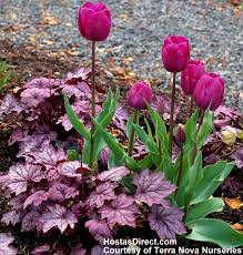 Heuchera Sugar Plum Tulips Arrangement Tulips Garden Heuchera 4 more photos view gallery. heuchera sugar plum tulips