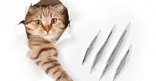 Kedi Tirmalamasi Durumunda Ne Yapmali Kuduz Yapar Mi Zararli Mi Mavi Kadin