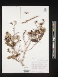 Image result for Hugonia elliptica