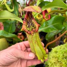 Image result for Burnatia enneandra