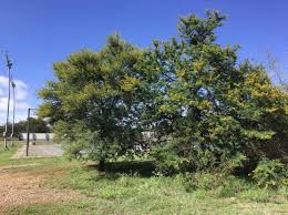 Image result for Acacia gerrardii