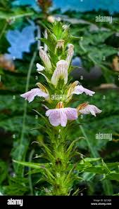Image result for Acanthus montanus