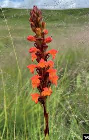 Image result for Satyrium coriophoroides