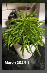 Image result for Bidens pinnatipartita