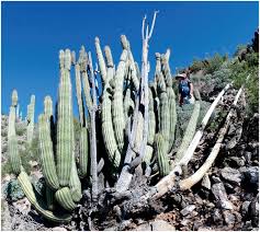 Usually we don't think of them as people but they are, just like. Arizona S Wayward Organ Pipes