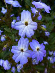 Browallia Americana Shade Flowers Amazing Flowers Purple Flowers