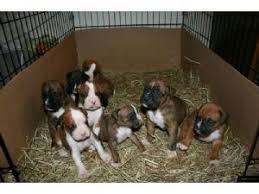Hi i have boxer puppies for sale. Boxer Puppies In Ohio