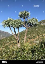 Image result for Cussonia paniculata