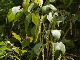 Image result for Allophylus