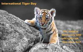 1 the novel provides a darkly humorous perspective of india 's class struggle in a globalized world as told through a retrospective narration from balram halwai, a village boy. à¤… à¤¤à¤° à¤° à¤· à¤Ÿ à¤° à¤¯ à¤Ÿ à¤‡à¤—à¤° à¤¦ à¤µà¤¸ à¤¸ à¤² à¤—à¤¨ International Tiger Day Quotes In Hindi For School Kids Class 1 12 Hindi Guides