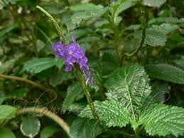 Image result for Stachytarpheta urticifolia