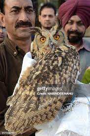 36 Eagle Owl Rescued Stock Photos, High-Res Pictures, and Images