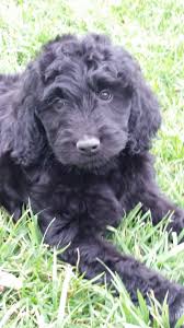 We did not find results for: Labradoodle Goldendoodle Puppy For Salepuppy For Sale Va Md Dc Nc Pa Tn Ny De Doodle Dog Pups Breeder Goldendoodle Puppy Labradoodle Goldendoodle Puppies