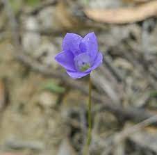 Leaves alternate or sometimes the lowermost opposite with flat or undulate margins. Factsheet Wahlenbergia Littoricola