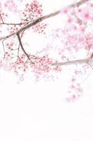 Pink Flowers Amazing Picture Cherry Blossom Wallpaper Spring Wallpaper Spring Flowers Background