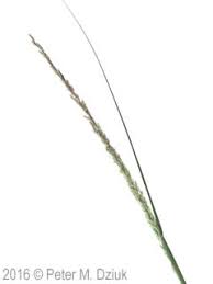 Image result for Sporobolus sanguineus