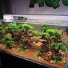 Indoor gardening, especially terrariums, does not require much care and attention. Https Encrypted Tbn0 Gstatic Com Images Q Tbn And9gcsy30rfbr5w Pod77vfeauzwi37yde8epxknxfhrhuivf2q Ntr Usqp Cau