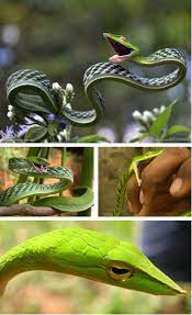Green Vine Snake Ahaetulla Nasuta The Green Vine Snake Is A Slender Green Tree Snake Found In India Sri Lanka Bangladesh Burm Vine Snake Snake Green Trees