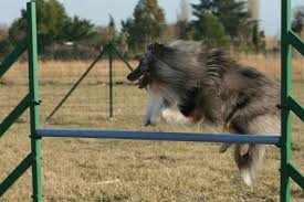 Hyper casino de canet le 08 aout 2020 avec the dakotas. Resultats Du Concours D Agility Pyrenees Orientales St Hippolyte Le Petit Journal