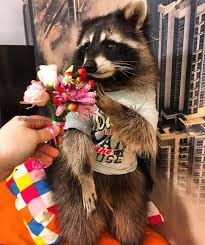 Ne Nado Cvetov Ya Zhe Muzhchina No Need Flowers I Am A Man Lyubimchik Pet Raccoon Raccoon Funny Cute Raccoon