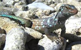 Pin On Lizards