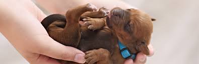 It's not super dramatic you just start to see the eyes you'll see a lot of pictures of pups with eyes wide open by the start of week 3. When Do Puppies Open Their Eyes After Birth My Pet Needs That