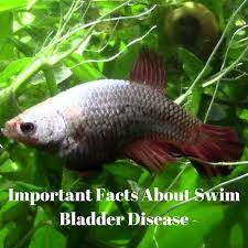 Does My Betta Have Swim Bladder Disease About Betta Fish Tanks Swim Bladder Disease What Is Swimming Betta Fish