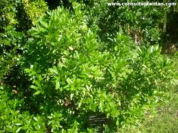 Image result for Strophanthus speciosus