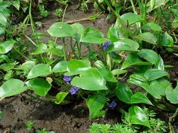 Image result for Monochoria