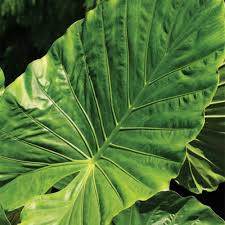Your elephant ear plant is dying because it isn't getting the right amount of water, light, or nutrients. Calidora Elephant S Ear Finegardening