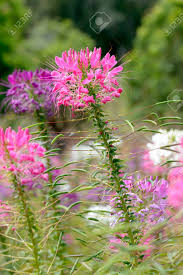 Cleome is generally pest free, but can be prone to attacks from stem boring insects in central and south florida that can cause plants to decline and die. Rosa Und Weisse Spinnenblume Cleome Hassleriana Im Garten Lizenzfreie Fotos Bilder Und Stock Fotografie Image 64396982