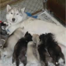 Cat friendly romanian rescue for adoption. Blue Eyes Siberian Husky Puppies For Adoption Christmas 209 787 7124 Houston Animal Pet