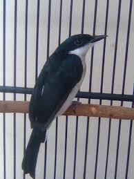 Namun, perawakan burung decu jauh lebih mungil karena panjangnya hanya sekitar 13 cm. Suara Kicauan Burung Decu 1 Omkicau
