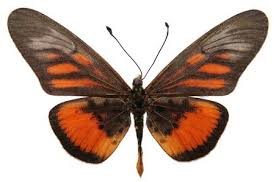 Image result for Mikania sagittifera